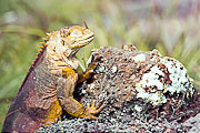 Picture 'Eq1_29_32 Galapagos Land Iguana, Iguana, Galapagos, Plazas'